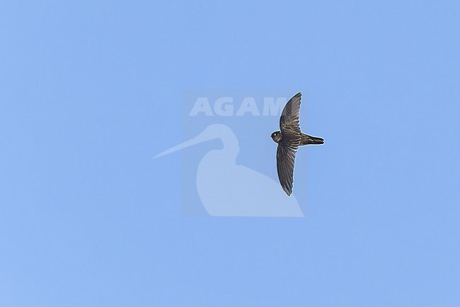 Mountain Swiftlet (Aerodramus  hirundinaceus) in flight  in Papua New Guinea stock-image by Agami/Dubi Shapiro,