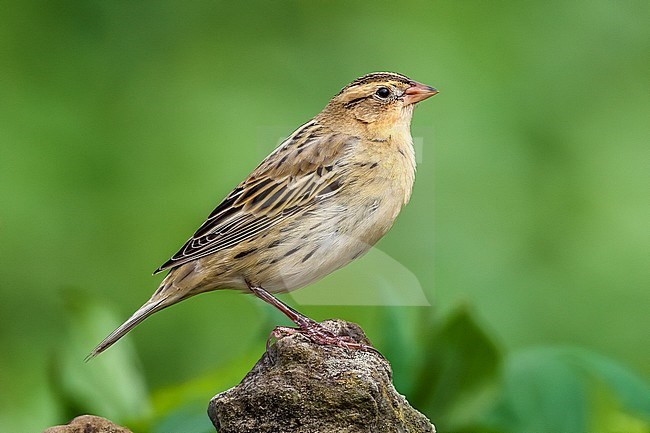 Bobolink (Dolichonyx oryzivorus) perched on a wall in Cape Verdian farm fields near Vila Do Corvo, Corvo, Azores, Portugal. stock-image by Agami/Vincent Legrand,