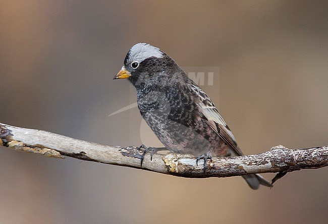 Adult male
Bernalillo Co., N.M.
December 2005 stock-image by Agami/Brian E Small,