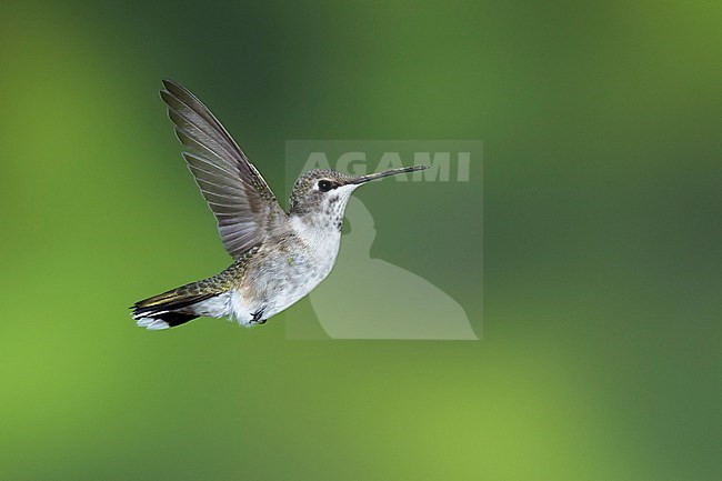 Immature male Black-chinned Hummingbird (Archilochus alexandri) in flight against a green natural background in Brewster County, Texas, USA. stock-image by Agami/Brian E Small,