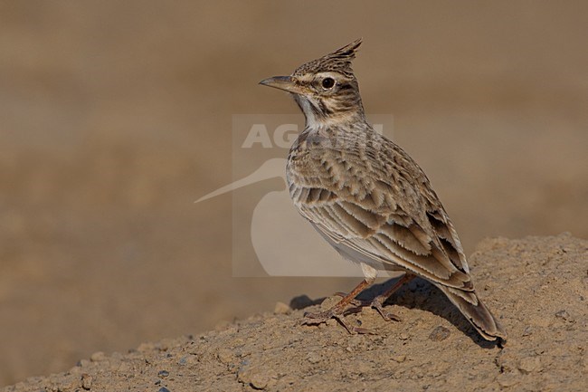 Kuifleeuwerik in droog habitat; Crested Lark in dry habitat stock-image by Agami/Daniele Occhiato,