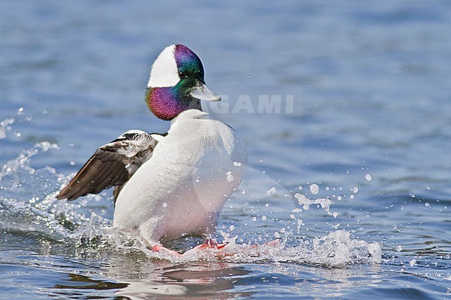 Bufflehead (Bucephala albeola) flying in Victoria, BC, Canada. stock-image by Agami/Glenn Bartley,