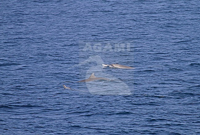 Strap-toothed Whale (Mesoplodon layardii) jumping out of the ocean stock-image by Agami/Pete Morris,