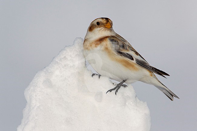 Sneeuwgors; Snow Bunting; Plectrophenax nivalis stock-image by Agami/Daniele Occhiato,