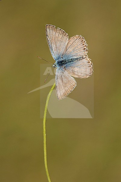 Icarusblauwtje; Common Blue; stock-image by Agami/Walter Soestbergen,