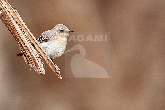 Female Eastern Black-eared Wheatear (Oenanthe melanoleuca) during spring migration in Eilat, Israel. stock-image by Agami/Marc Guyt,