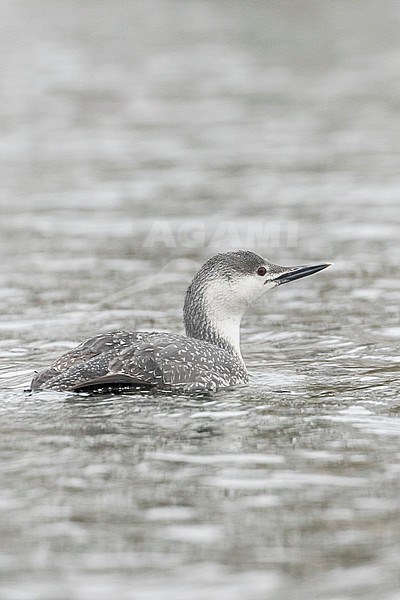Adult winter Red-throated Diver (Gavia stellata) swimming on an inland river in Great Britain. stock-image by Agami/Josh Jones,