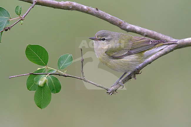 Adult female breeding
Galveston Co., TX
April 2006 stock-image by Agami/Brian E Small,