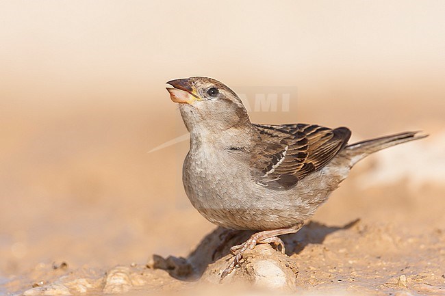 Huismus, House Sparrow, Passer domesticus ssp. domesticus, adult, female, Croatia stock-image by Agami/Ralph Martin,