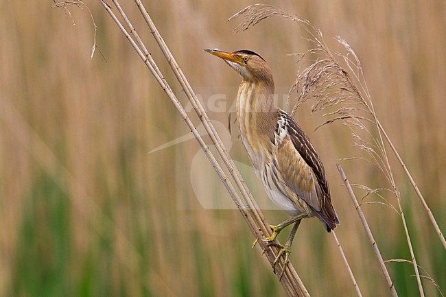 Tarabusino; Little Bittern; Ixobrychus minutus stock-image by Agami/Daniele Occhiato,