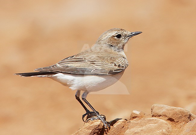 Female Desert Wheatear (oenanthe deserti) perched on a rock in the desert in Morocco. stock-image by Agami/Markus Varesvuo,