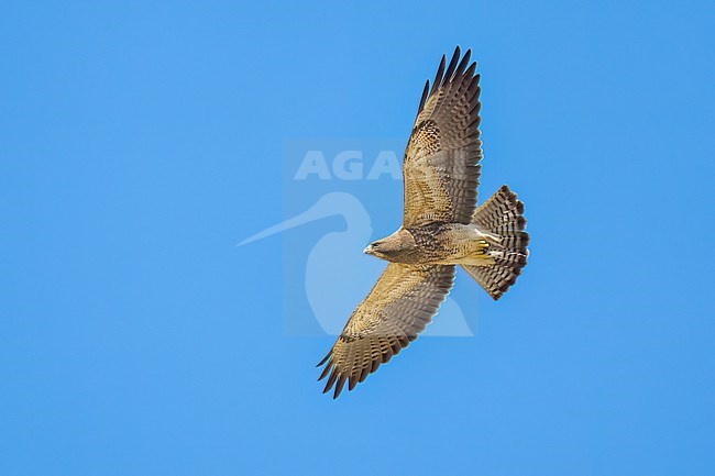 Juvenile (intermediate morph)
San Diego Co., CA
April 2023 stock-image by Agami/Brian E Small,