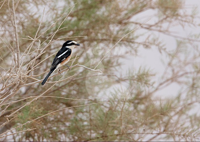 Mannetje Maskerklauwier; Male Masked Shrike stock-image by Agami/Markus Varesvuo,