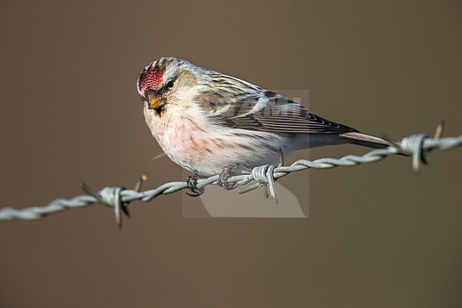 Coues' Arctic Redpoll perched on a wire in Arnhem, the Netherlands. February 10, 2018. stock-image by Agami/Vincent Legrand,