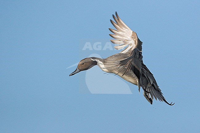 Northern Pintail (Anas acuta) flying in Victoria, BC, Canada. stock-image by Agami/Glenn Bartley,