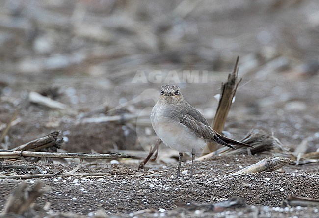Juvenile Black-winged Pratincole (Glareola nordmanni) moulting into first winter plumage on a dry agricultural field near  Oss, Netherlands. Showing breast pattern. stock-image by Agami/Karel Mauer,