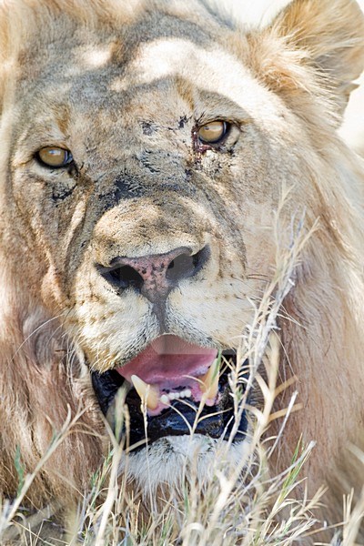 Leeuw mannetje closeup van kop Etosha NP Namibie, Lion male close-up of head Etosha NP Namibia stock-image by Agami/Wil Leurs,