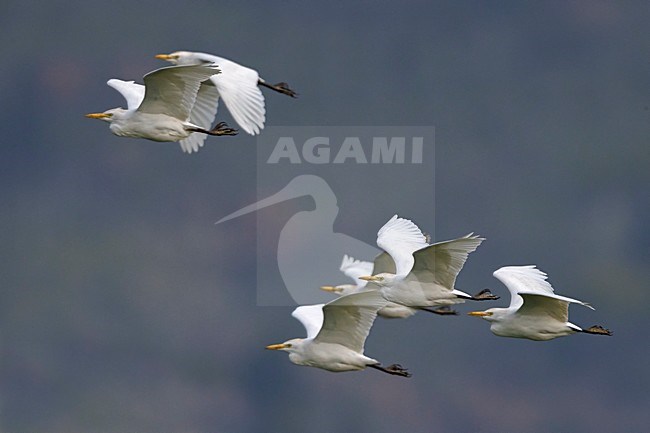 Volwassen Koereiger in de vlucht; Adult Cattle Egret in flight stock-image by Agami/Daniele Occhiato,