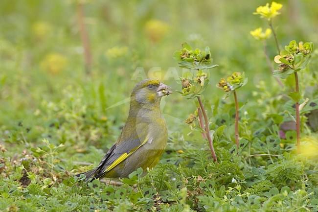 Foeragerend mannetje Groenling; Foraging male European Greenfinch stock-image by Agami/Daniele Occhiato,