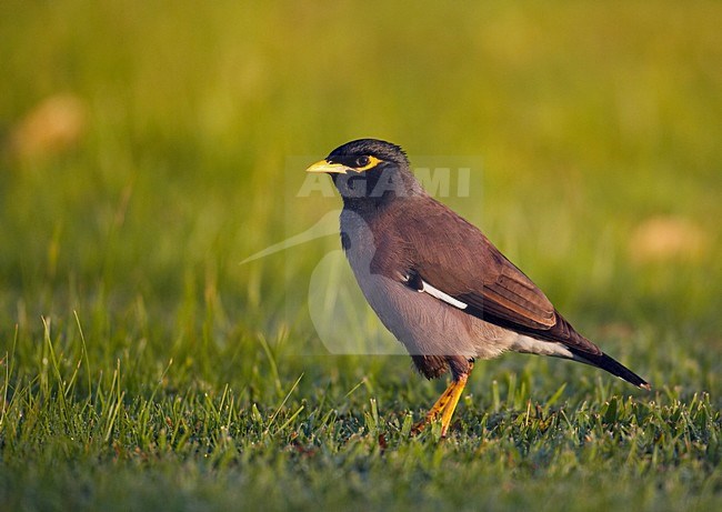 Treurmaina in zit; Common Myna perched stock-image by Agami/Markus Varesvuo,