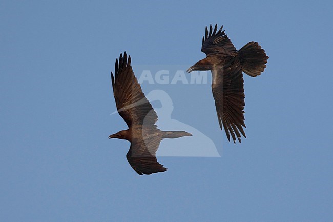 Bruinnekraven in de vlucht; Brown-necked raven in flight stock-image by Agami/Daniele Occhiato,