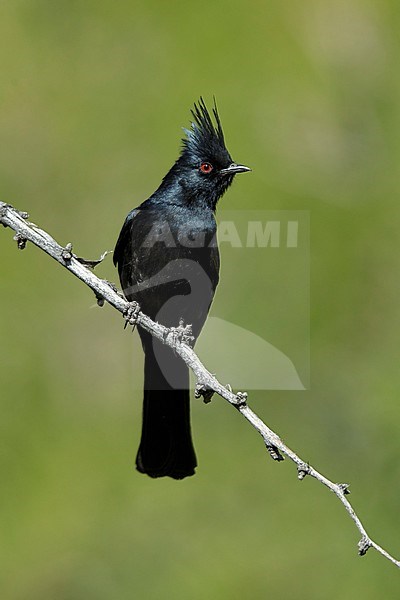 Adult male Phainopepla (Phainopepla nitens) sitting on a branch in Riverside County, California, USA. stock-image by Agami/Brian E Small,