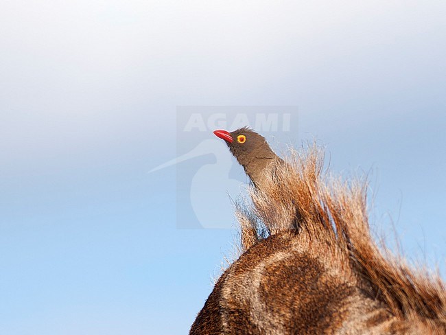 Roodsnavelossenpikker op giraffe, Red-billed Oxpecker on giraffe, stock-image by Agami/Walter Soestbergen,