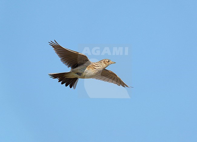 Eurasian Skylark (Alauda arvensis) flying, migrating against a blue sky, in sideview showing underside stock-image by Agami/Ran Schols,