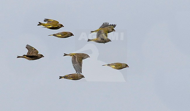 European Greenfinches (Chloris chloris) flying by during winter in The Netherlands. stock-image by Agami/Edwin Winkel,