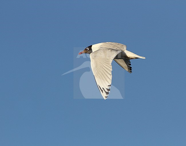 Relict Gull (Ichthyaetus relictus) adult in flight wings down stock-image by Agami/James Eaton,