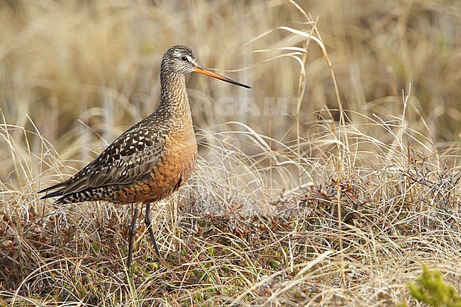 Rode Grutto, Hudsonian Godwit stock-image by Agami/Glenn Bartley,