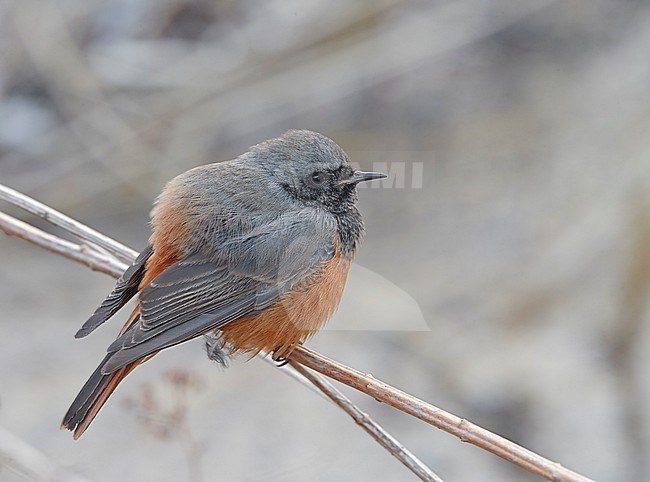 Eastern Black Redstart (Phoenicurus ochruros phoenicuroides) in Finland. Rare vagrant from the east. stock-image by Agami/Tomi Muukkonen,