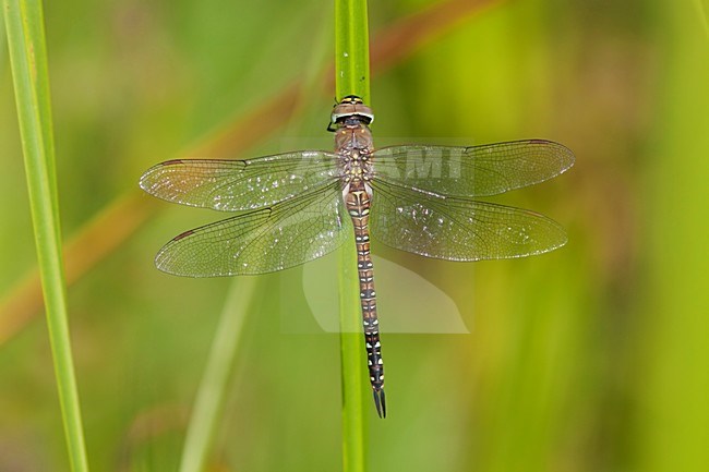 Imago Paardenbijter man; Adult Migrant Hawker. stock-image by Agami/Fazal Sardar,