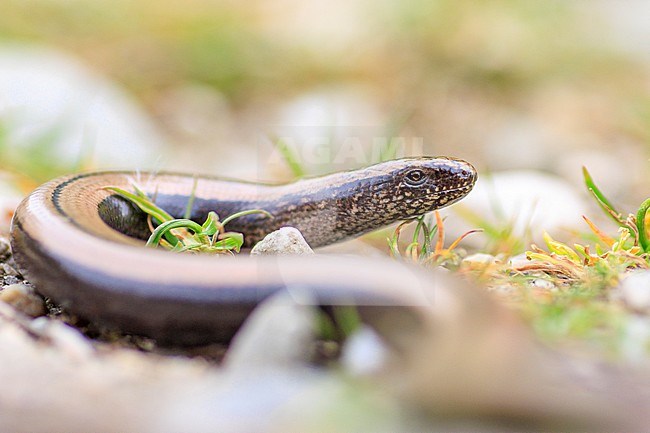 Slow Worm (Anguis fragilis) taken the 27/03/2022 at Avignon- France. stock-image by Agami/Nicolas Bastide,