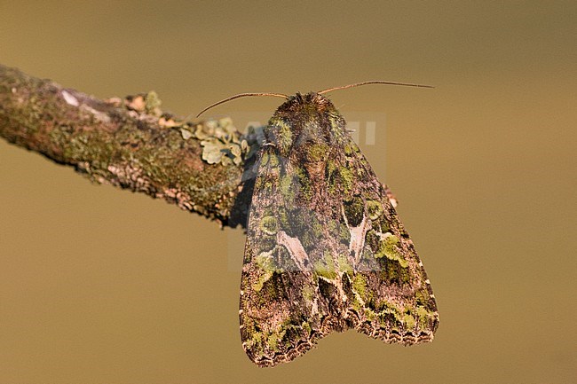 Orache Moth, Trachea atriplicis stock-image by Agami/Bas Haasnoot,