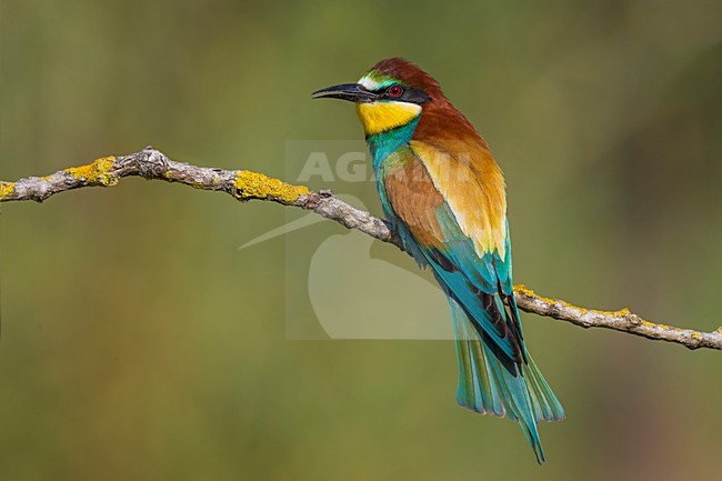 Bijeneter roepend, European Bee-eater calling stock-image by Agami/Daniele Occhiato,