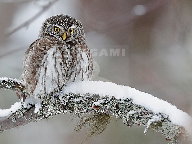 Pygmy Owl (glaucidium passerinum) Kuusamo Finland February 2016 stock-image by Agami/Markus Varesvuo,