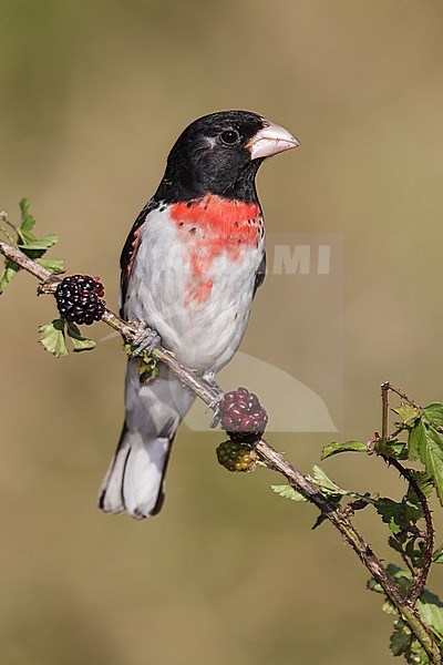 Volwassen mannetje Roodborstkardinaal, Adult male Rose-breasted Grosbeak stock-image by Agami/Brian E Small,