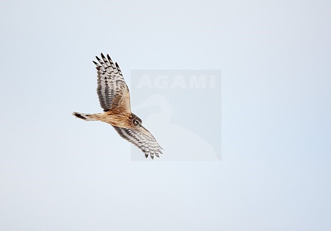 Hen Harrier (Circus cyaneus) Kirkkonummi Finland February 2009 stock-image by Agami/Markus Varesvuo,