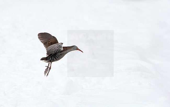 Water Rail (Rallus aquaticus) in flight in snow covered Brobæk Mose, Denmark. stock-image by Agami/Helge Sorensen,