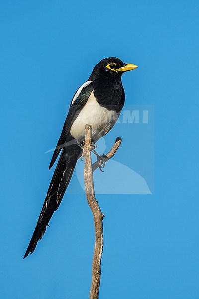 Adult Yellow-billed Magpie (Pica nuttalli)
Santa Barbara Co., CA
November 2019 stock-image by Agami/Brian E Small,