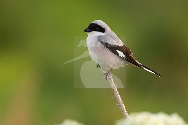 Volwassen Kleine Klapekster; Adult Lesser grey Shrike stock-image by Agami/Daniele Occhiato,