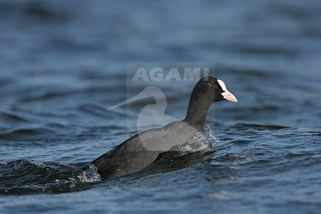 Eurasian Coot swimming; Meerkoet zwemmend stock-image by Agami/Menno van Duijn,