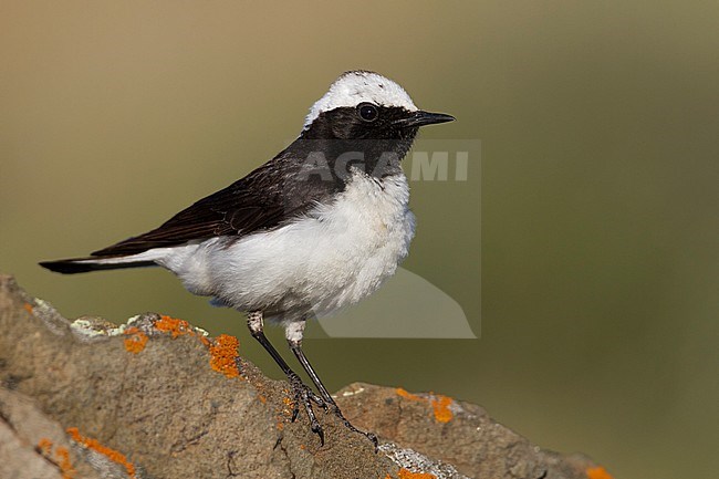 Pied Wheatear - Nonnensteinschmätzer - Oenanthe pleschanka, Kazakhstan, adult male stock-image by Agami/Ralph Martin,