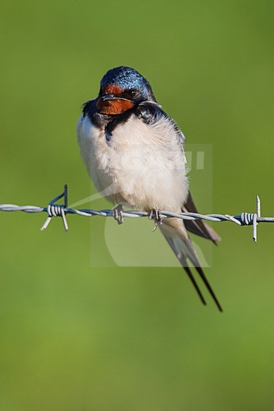 Rustende Boerenzwaluw, Resting Barn Swallow stock-image by Agami/Wil Leurs,