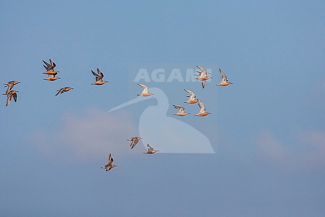 Red Knot (Calidris canutus) in the Netherlands. Flock of knots in flight. stock-image by Agami/Marc Guyt,