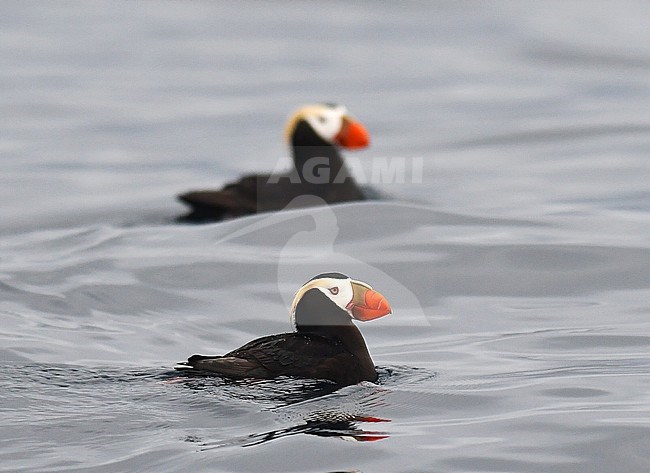 Adult Tufted Puffins (Fratercula cirrhata) in the Ring of Fire islands (Kurile island) in eastern Russia. stock-image by Agami/Laurens Steijn,