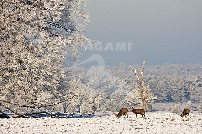 Edelhert in sneeuw; Red deer in snow stock-image by Agami/Kristin Wilmers,