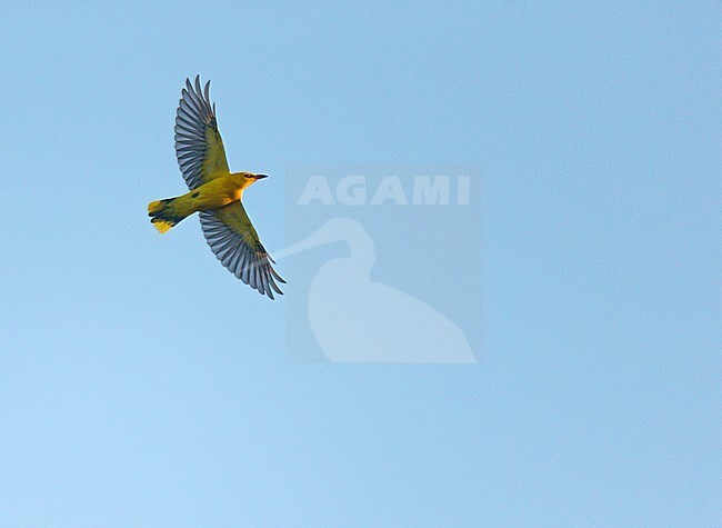 Flying Eurasian Golden Oriole (Oriolus oriolus), seen from below, in the Netherlands. stock-image by Agami/Ran Schols,