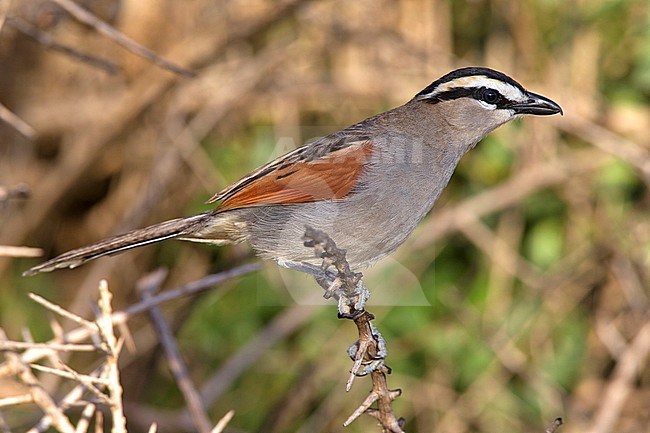 Zwartkruintsjagra, Black-crowned Tchagra stock-image by Agami/David Monticelli,